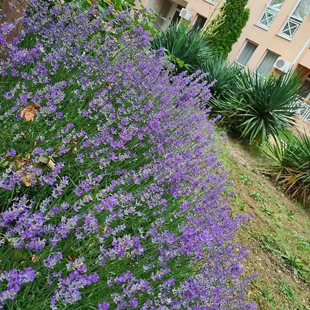 Apartament Double Cherry *